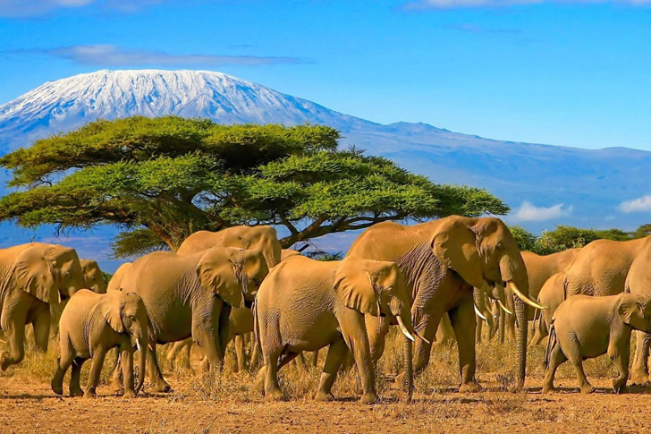 Ultimate African Adventure: Tips for Unforgettable Destinations and Experiences